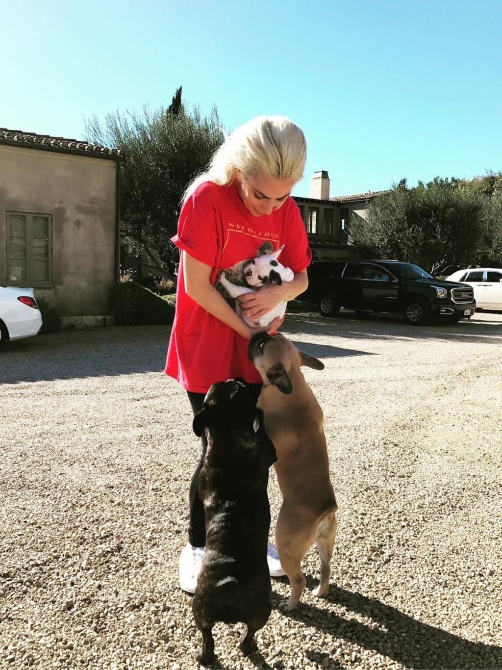 Lady Gaga視愛犬如仔女。