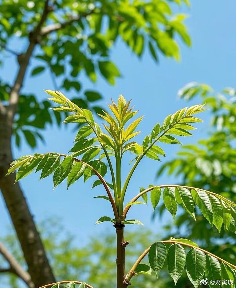 香椿在春天長出嫰芽。（微博）