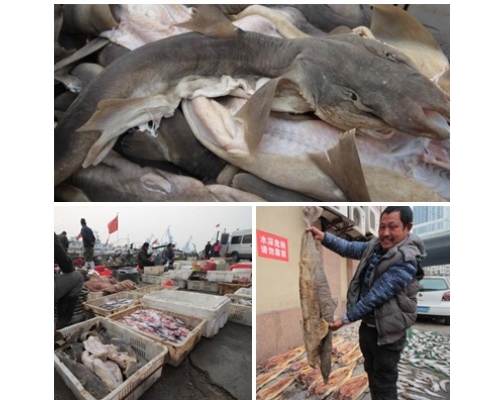 被叫卖的鲨鱼大多数都是小型和中型鲨鱼。