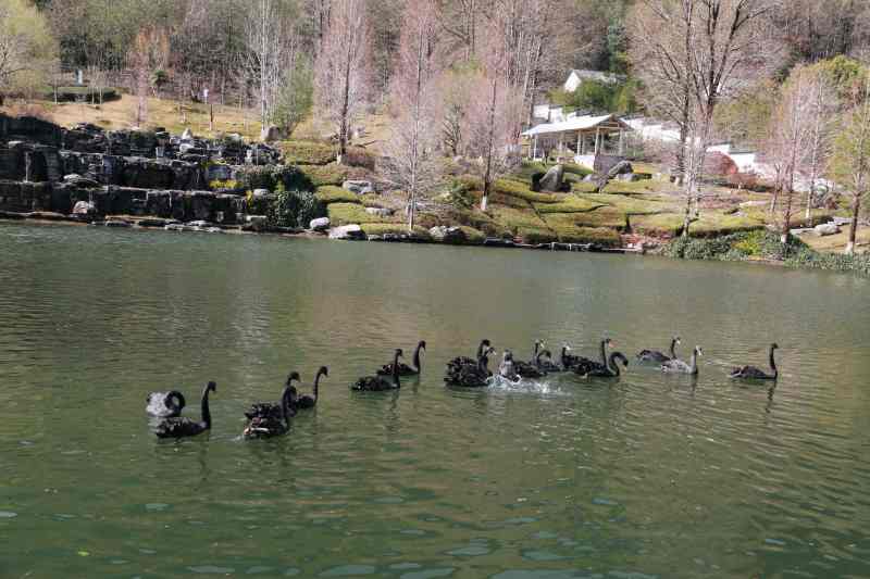 校园天鹅湖内12只黑天鹅被咬死。网图