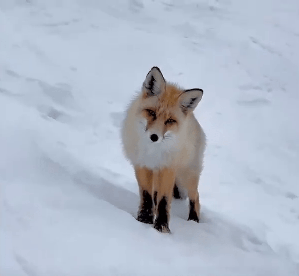 新疆滑雪场常有野生狐狸出没。 新疆滑雪场常有野生狐狸出没。