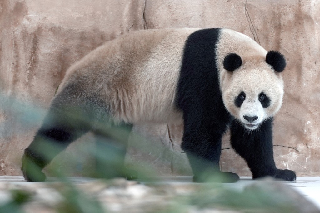 中卡大熊猫保护研究合作是两国元首达成的重要共识，也是中卡关系和人民友谊的新亮点。AP