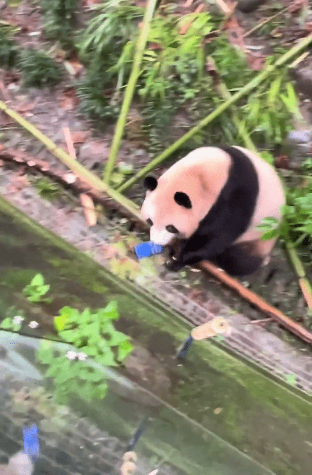 大熊猫梅兰对游客掉下的手机非常好奇。