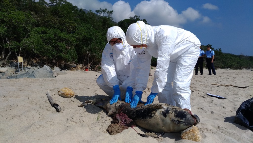 每當接到擱淺舉報，「海洋生物擱淺行動組」便會迅速前往現場調查。