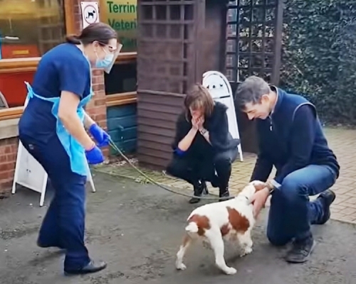 美國夫婦與愛犬失散6年終尋回,重逢瞬間超催淚。影片截圖