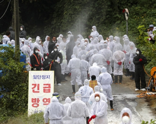 京畿道「坡州市」防疫人員進行消毒。AP圖片