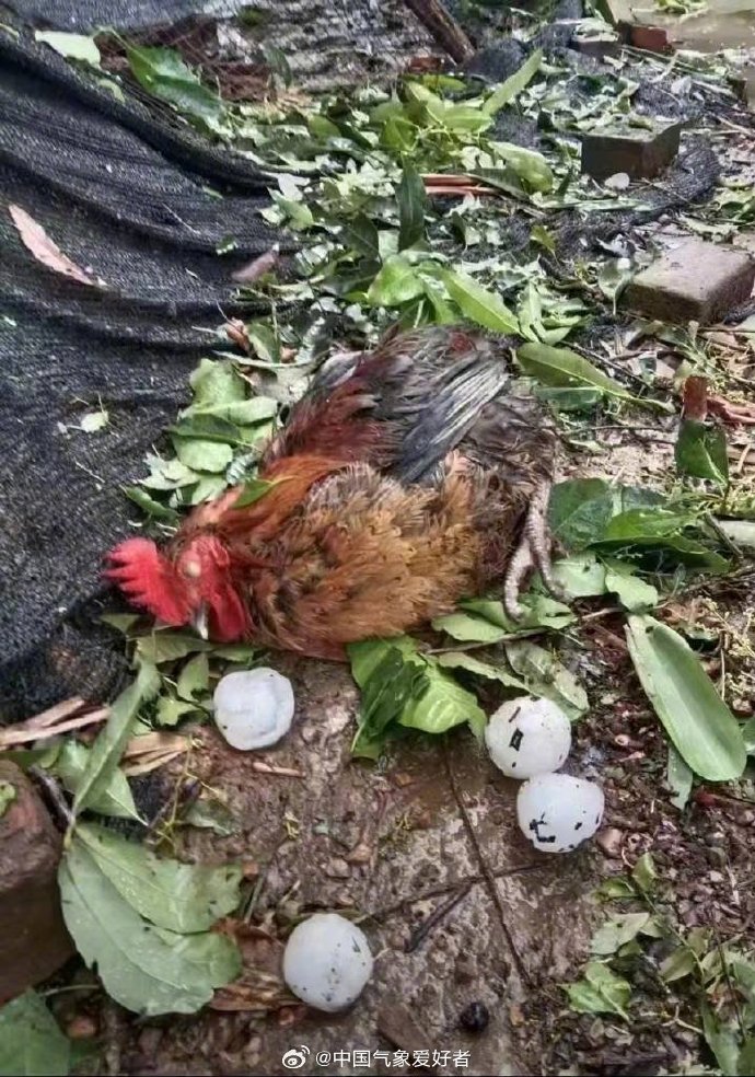 拳头大的冰雹砸死了鸡。