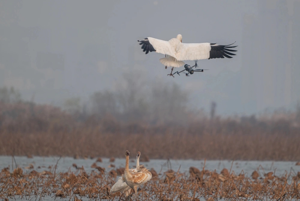 白鶴杭州南湖過冬被滋擾,鶴爸護幼大戰無人機。 白鶴杭州南湖過冬被滋擾,鶴爸護幼大戰無人機。
