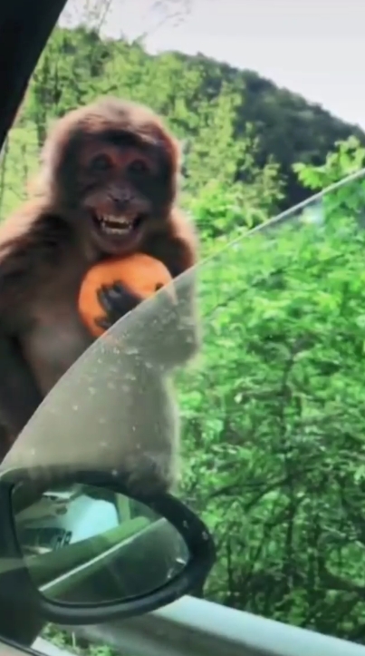 原來係模仿馬騮。