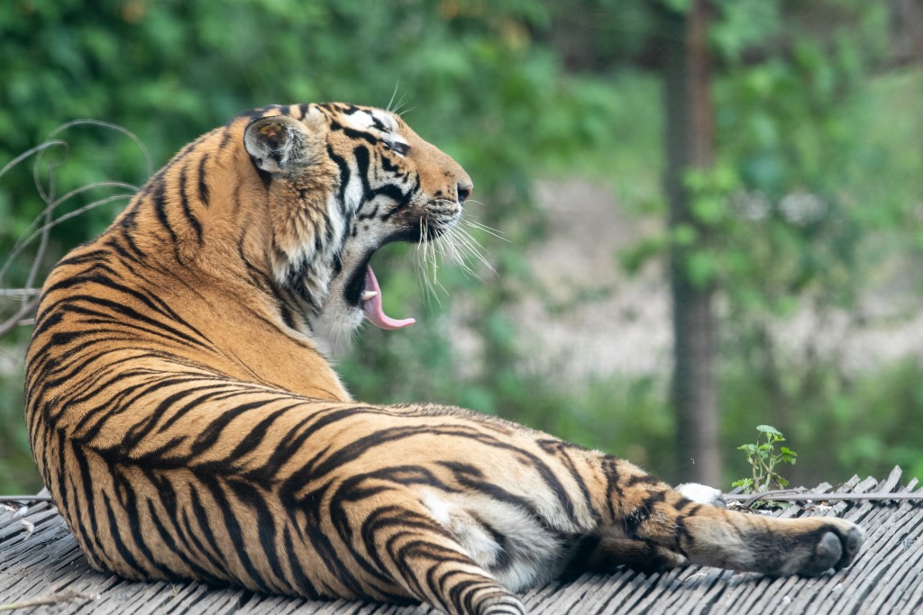 動物園人員指，虎尿從老虎籠收集得來。資料圖片