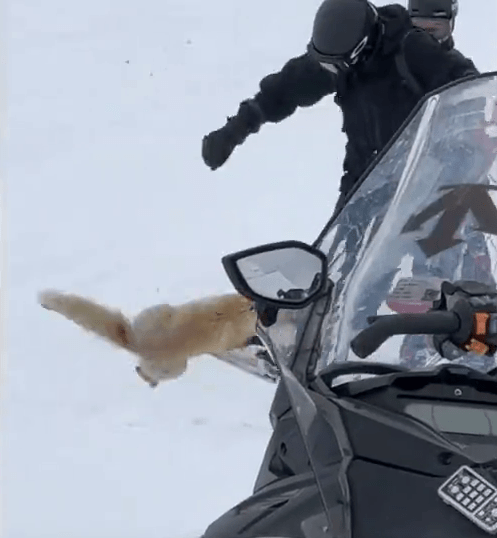 新疆滑雪场狐狸袭客,或跟发情期有关。 新疆滑雪场狐狸袭客,或跟发情期有关。