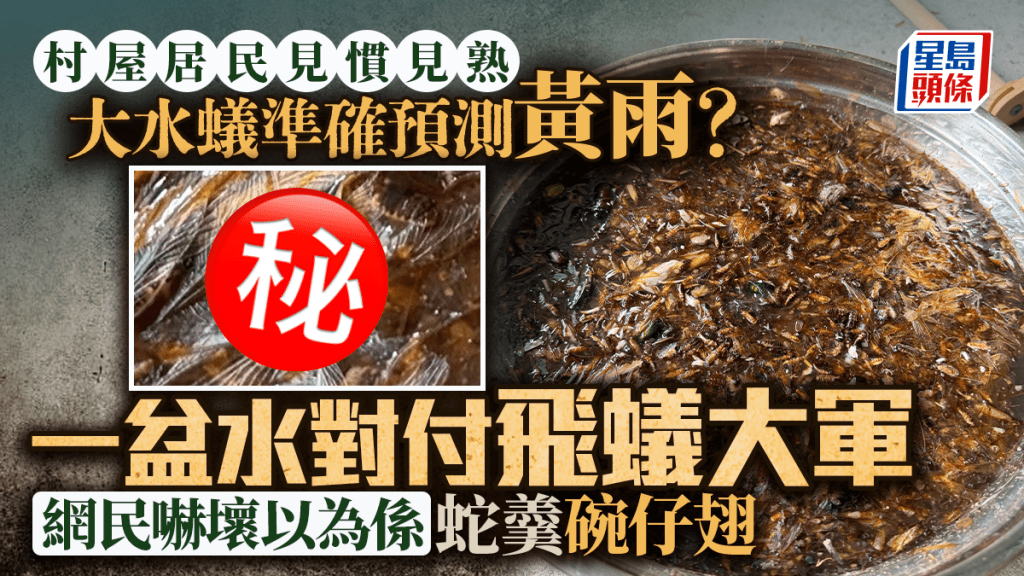 大水蟻準確預測黃雨？ 一盆水對付飛蟻大軍 網民眼花以為係蛇羹碗仔翅 村屋居民見慣見熟｜Juicy叮
