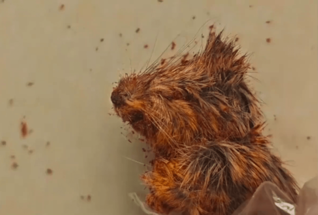 消費者稱網購辣椒麵疑吃出「鼠頭」,還有很多毛。 消費者稱網購辣椒麵疑吃出「鼠頭」,還有很多毛。