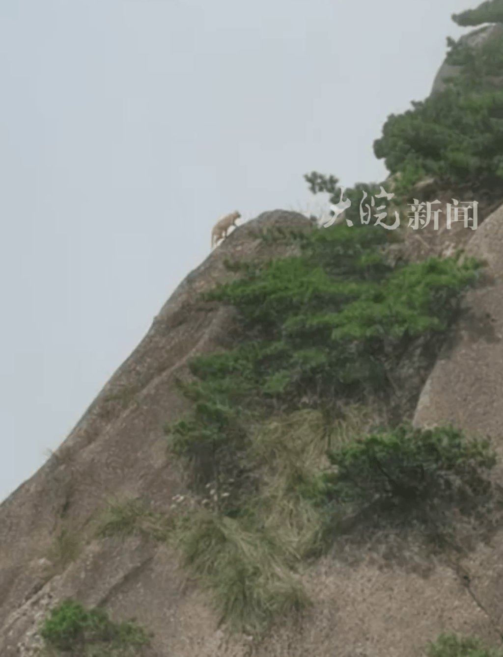 8月12日，有網友拍視頻反映，在安徽黃山上拍到神秘動物。大皖新聞
