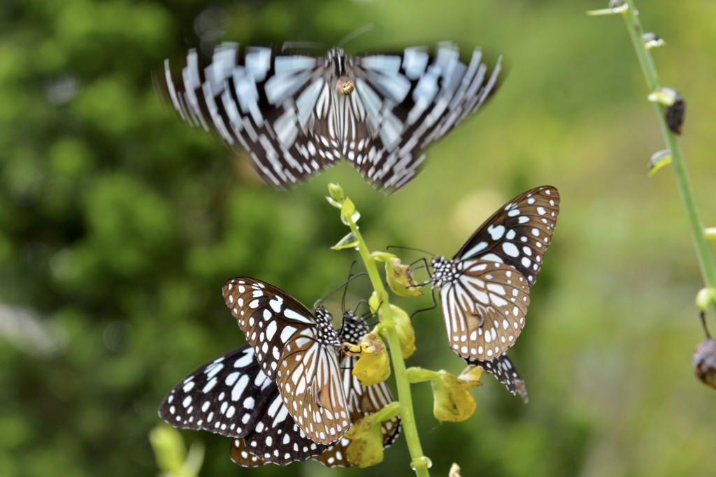 青斑蝶。 资料图片
