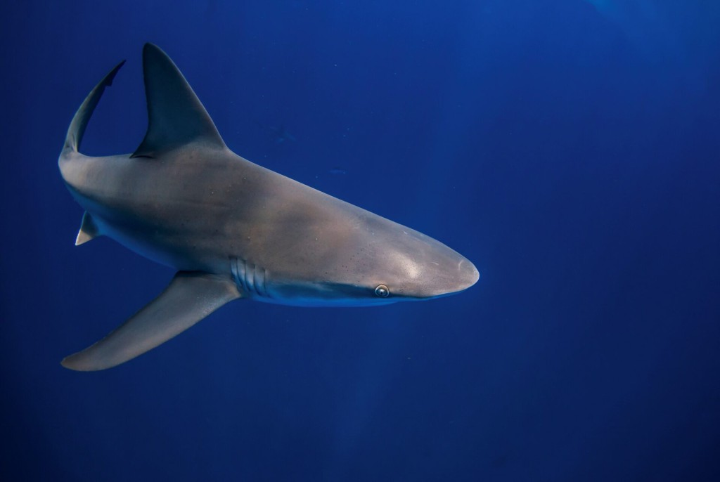 最近佛罗里达州发生多宗鲨鱼袭击事件。（路透社）