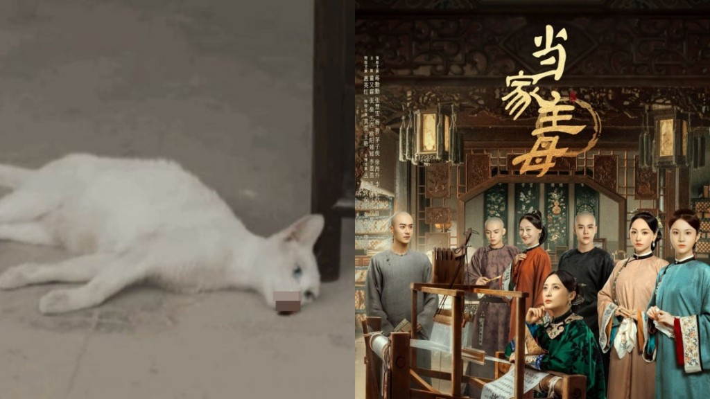 內地劇《當家主母》白貓死得太真,當年有爆劇組人員爆虐貓事件惹議。 網圖