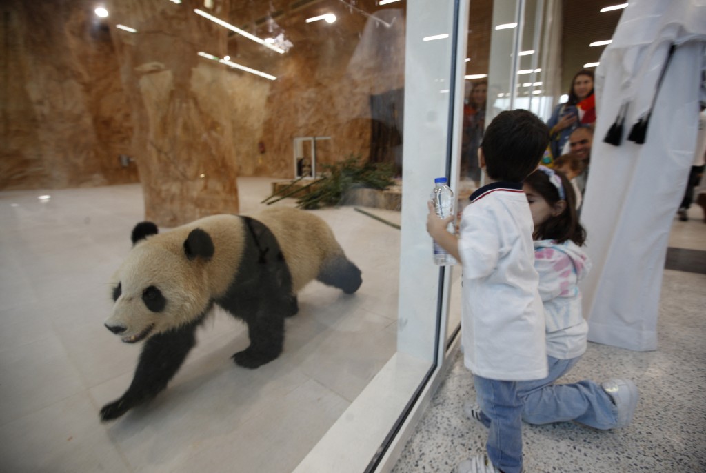 孩子們看著從中國來到卡塔爾的大熊貓。路透