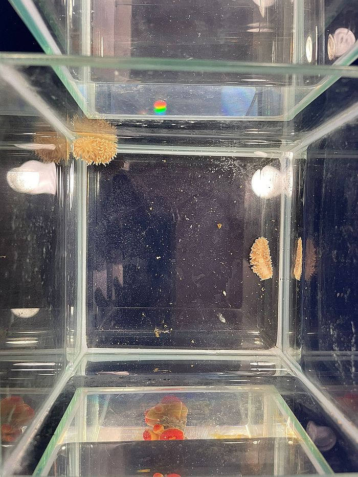 「食角孔珊瑚背鰓海蛞蝓」一如其名,以角孔珊瑚為食物,壽命只有短短兩個月,其卵塊呈橙黃色。