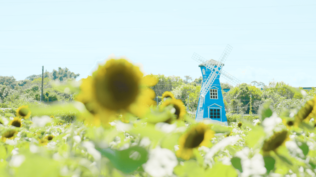 信芯園向日葵壯觀花海搶先預覽！