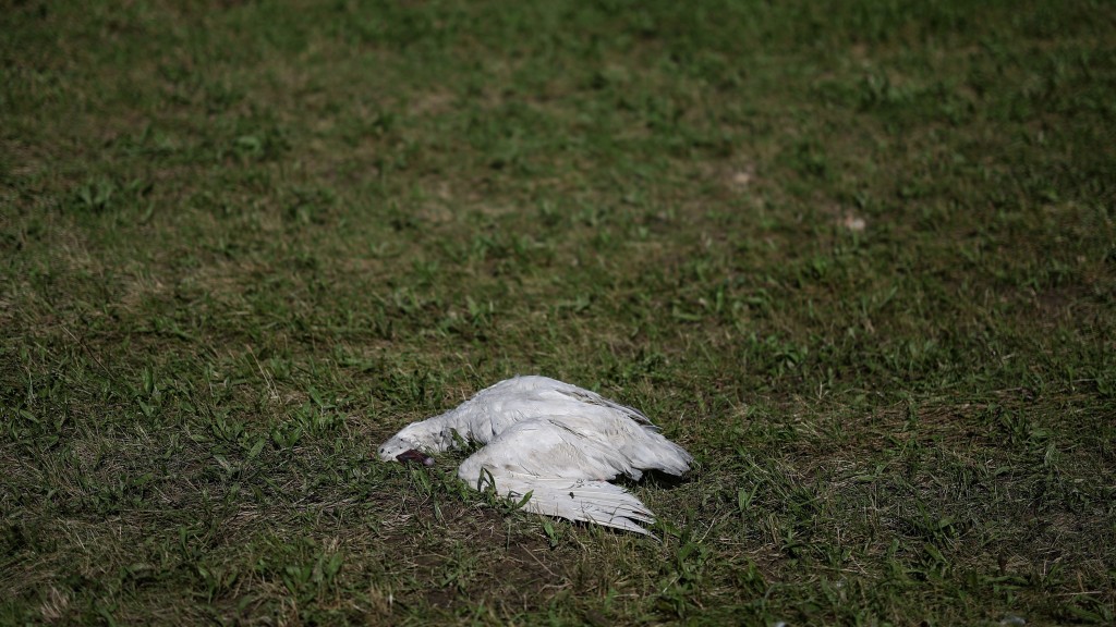 薩瑟蘭還派人用死鵝恐嚇殺目標的母親。 路透社示意圖 薩瑟蘭還派人用死鵝恐嚇殺目標的母親。 路透社示意圖