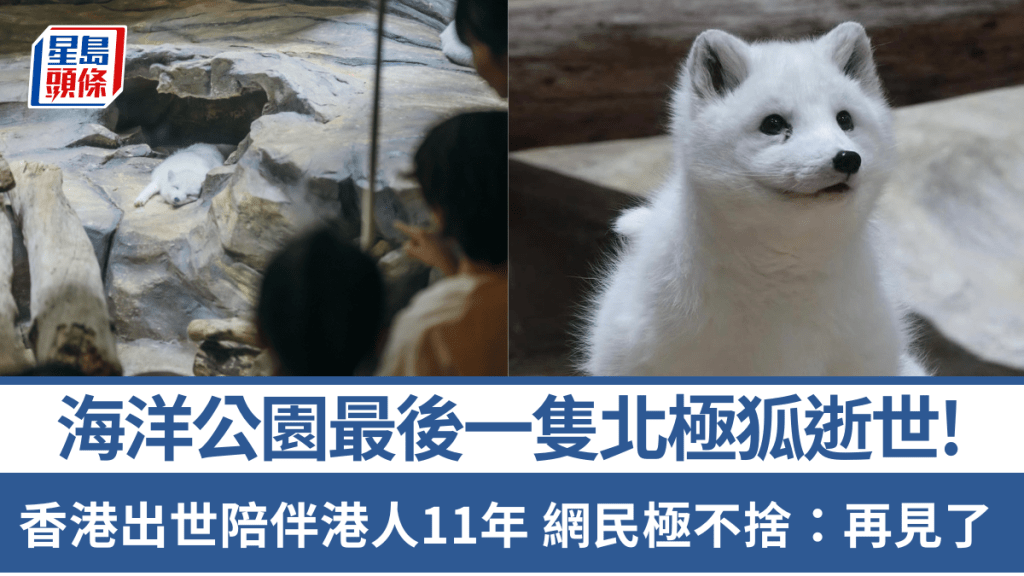 海洋公園最後一隻北極狐逝世！香港出世陪伴港人11年 雪狐居關閉網民不捨：兩個禮拜前先見過.....