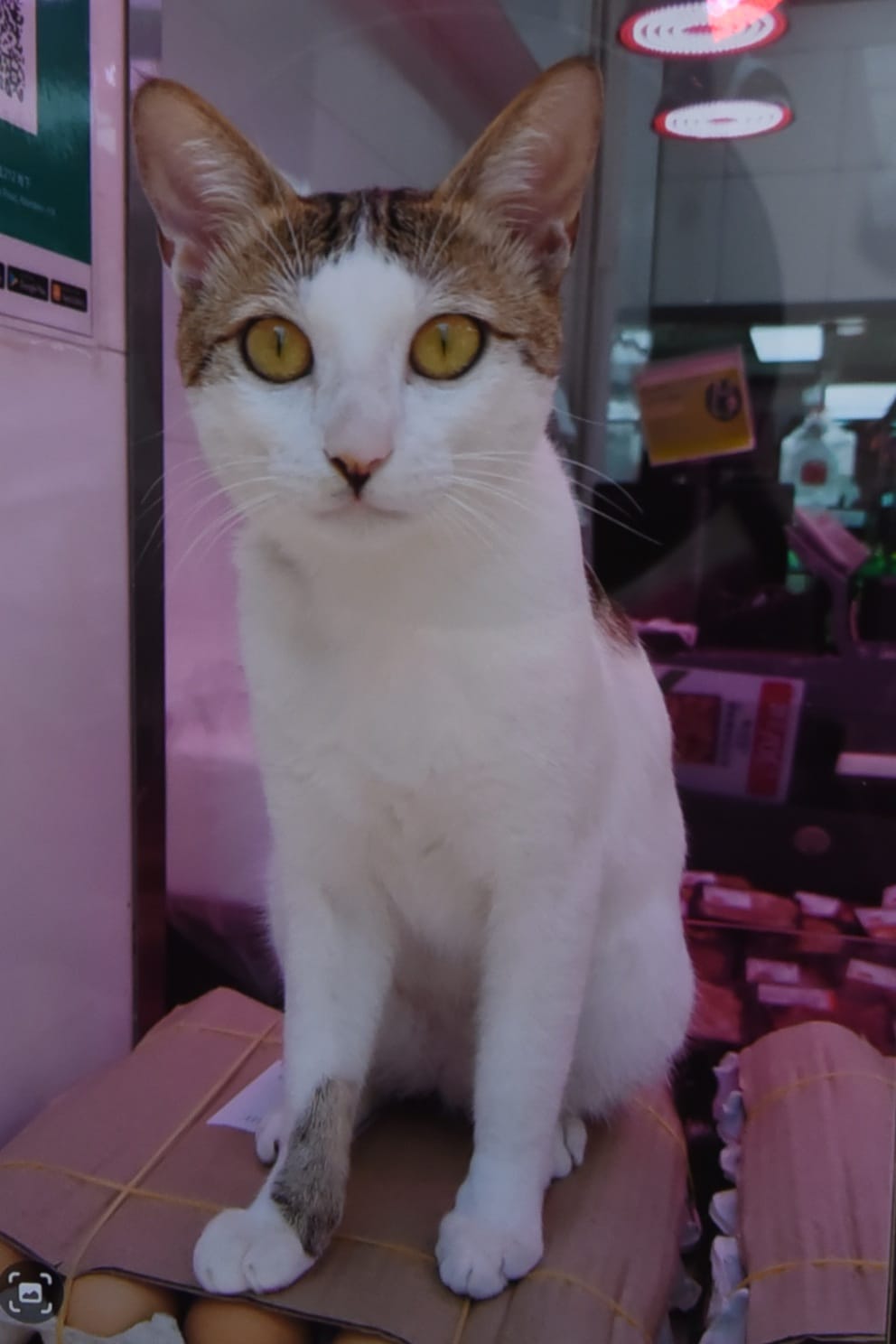 貓店長「囝囝」大約一歲半大，與另一隻雌性貓店長「囡囡」一同由店舖飼養。