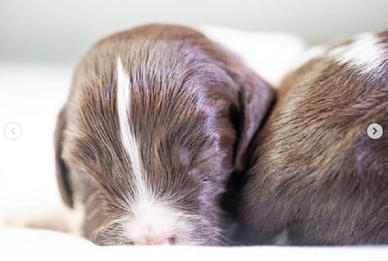 史賓格BB十分趣緻。警方圖片