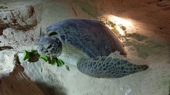 绿海龟4月会上岸产卵