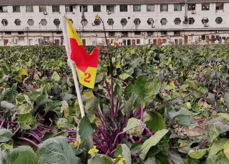 種植基地共有80.13畝地，每年只種植一季菜心。