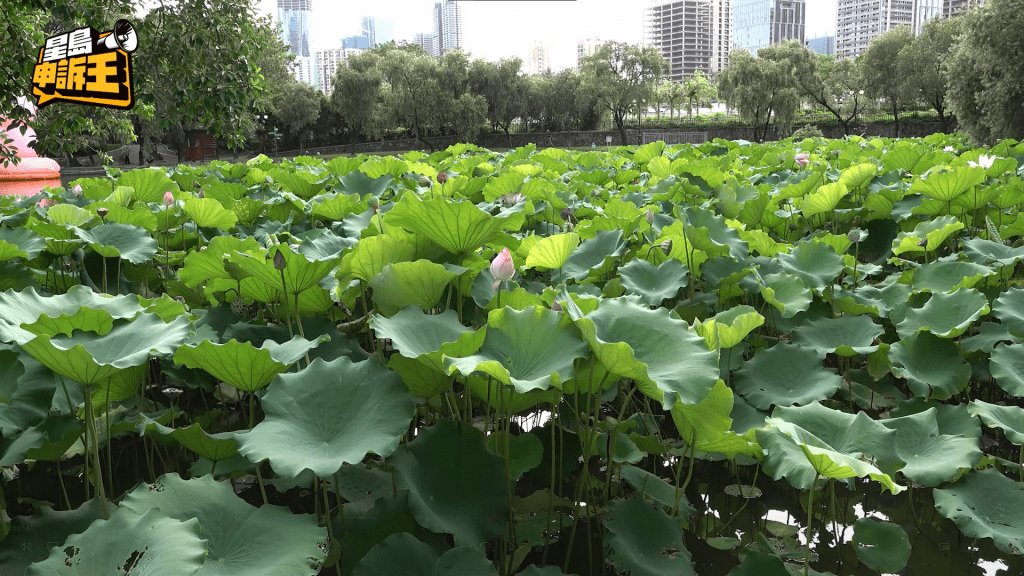 6至8月荷花盛放,滿池綠葉,令人心曠神怡。 6至8月荷花盛放,滿池綠葉,令人心曠神怡。