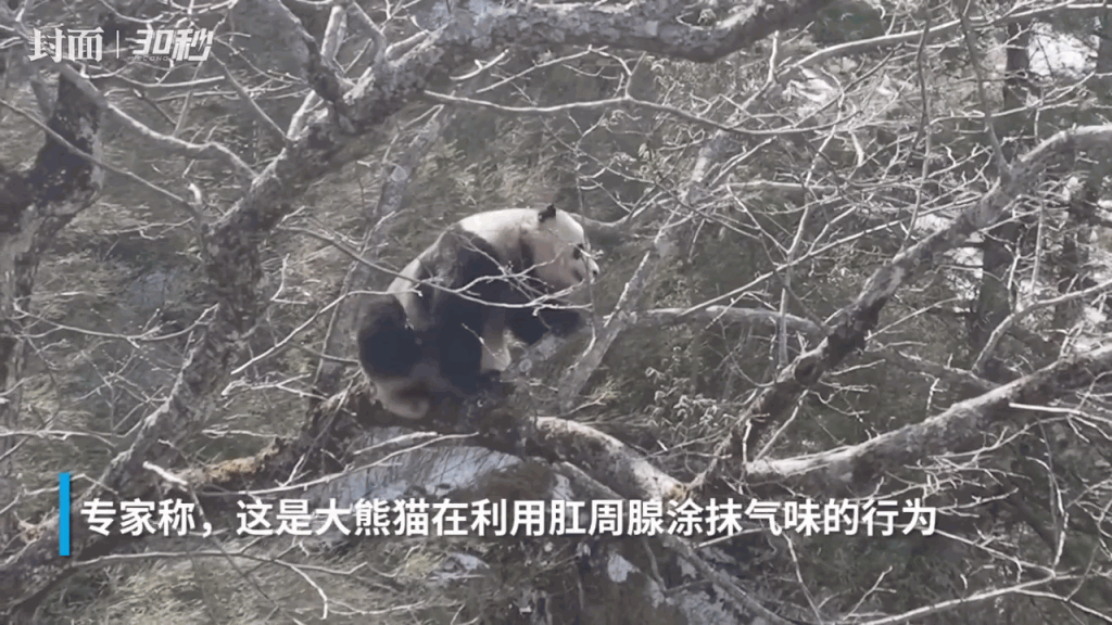 大熊貓不斷用自己的後腿抓屁股部位。