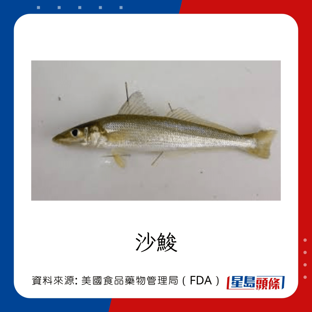 低水銀魚類 沙鮻