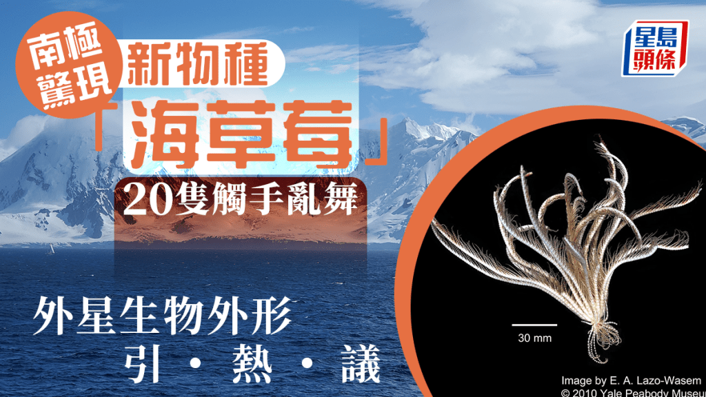 如同「外星生物」的南極「海草莓」。