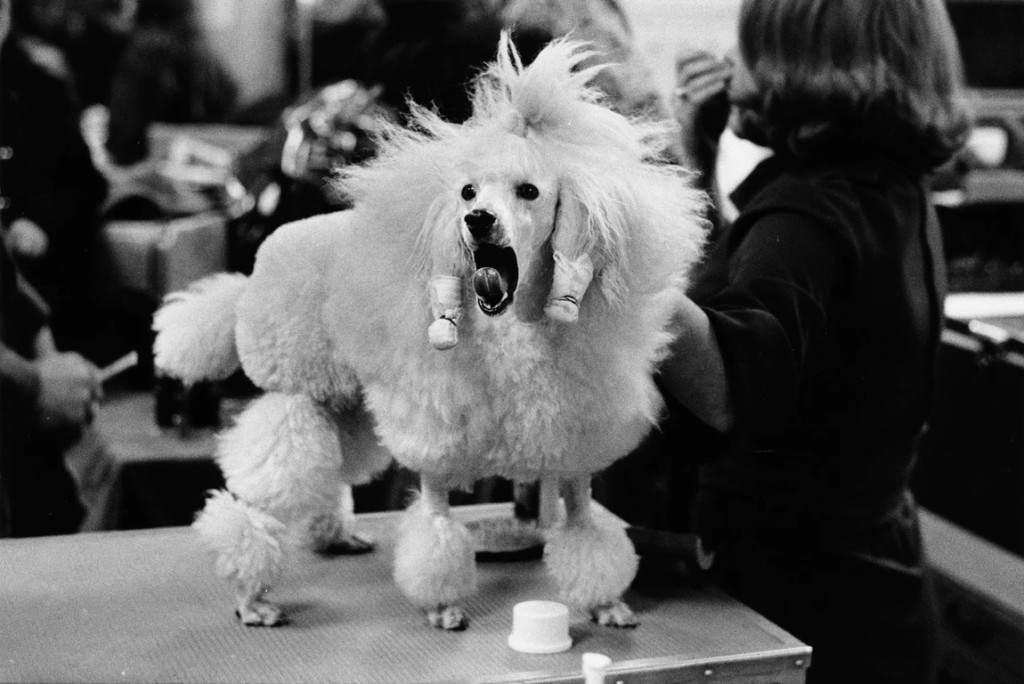 厄維特特別喜歡拍攝狗狗逗趣的一面。elliotterwitt.com