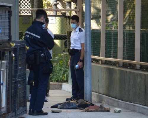 貓咪疑遭劏肚虐殺棄屍街頭。林思明攝