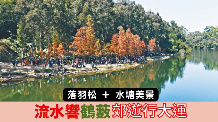 在秋、冬季節來到流水響水塘一帶，可看到漂亮的落羽松景致。