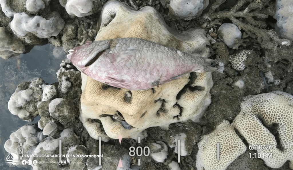 大量海洋生物屍體橫陳於裸露的海床上。X@volcaholic1 大量海洋生物屍體橫陳於裸露的海床上。X@volcaholic1