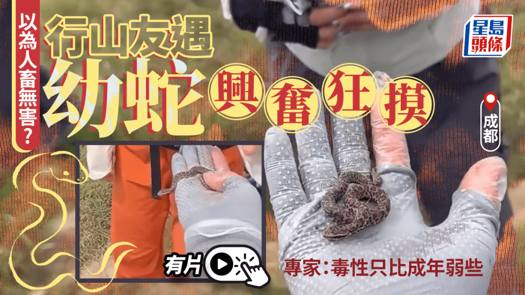 秋風起︱無知行山友興奮摸劇毒蛇   專家：毒性只比成年的弱些︱有片