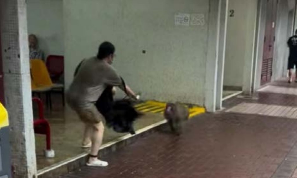 猴子經常闖入屋苑,對居民造成滋擾。 猴子經常闖入屋苑,對居民造成滋擾。