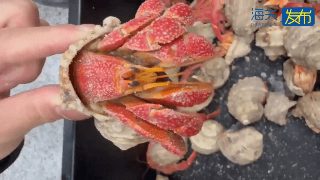 背包藏59只“橙红陆寄居蟹”,内地女拱北闯关断正。 背包藏59只“橙红陆寄居蟹”,内地女拱北闯关断正。