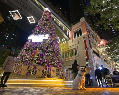 利東街中庭位置有10 米高的巨型聖誕樹。