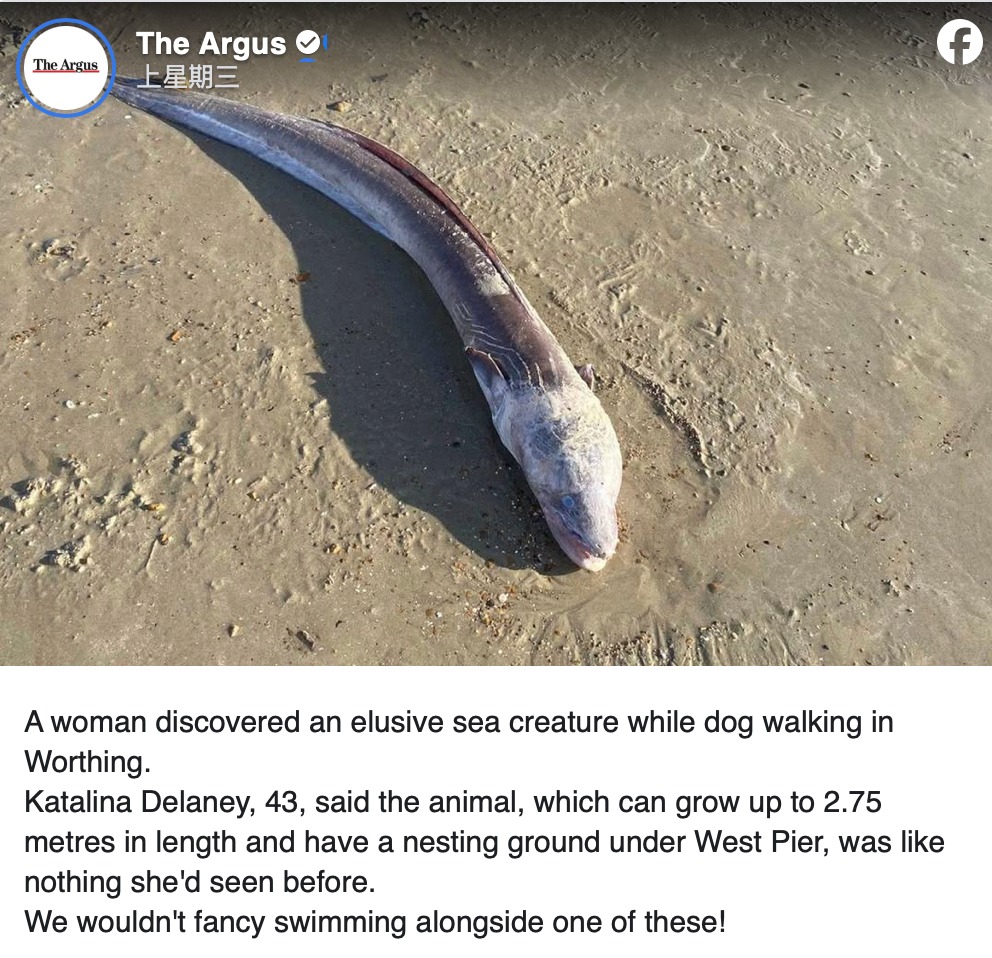 根據The Argus報道，這隻「巨型怪魚」 體長可達2.75米。