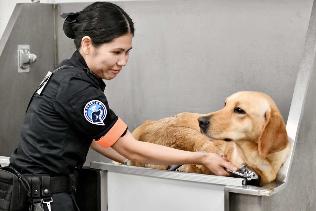 領犬員日常要為嗅探犬洗澡、剪毛、修甲等基本護理。