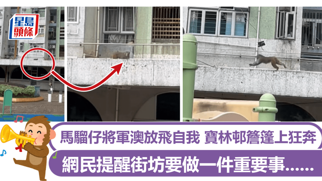 馬騮仔將軍澳放飛自我 寶林邨簷篷上狂奔 網民提醒街坊要做一件事......