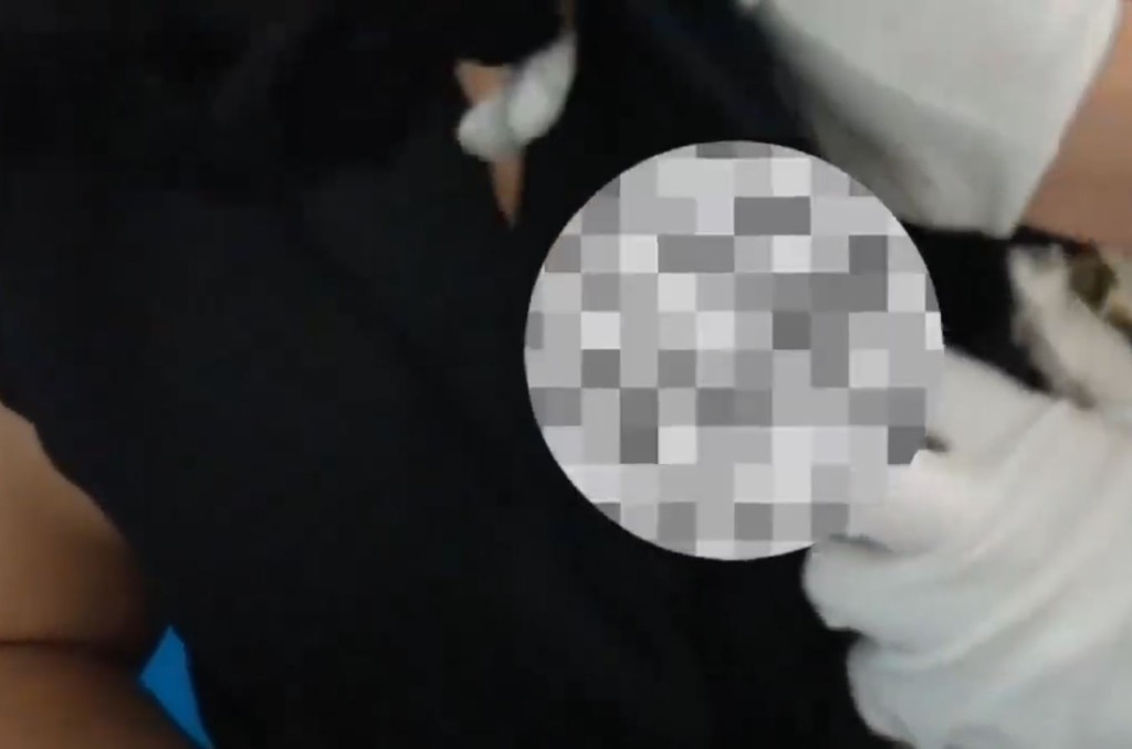 女子入境福田口岸時，被海關在胸圍內發現有4條活蟒。海關發布