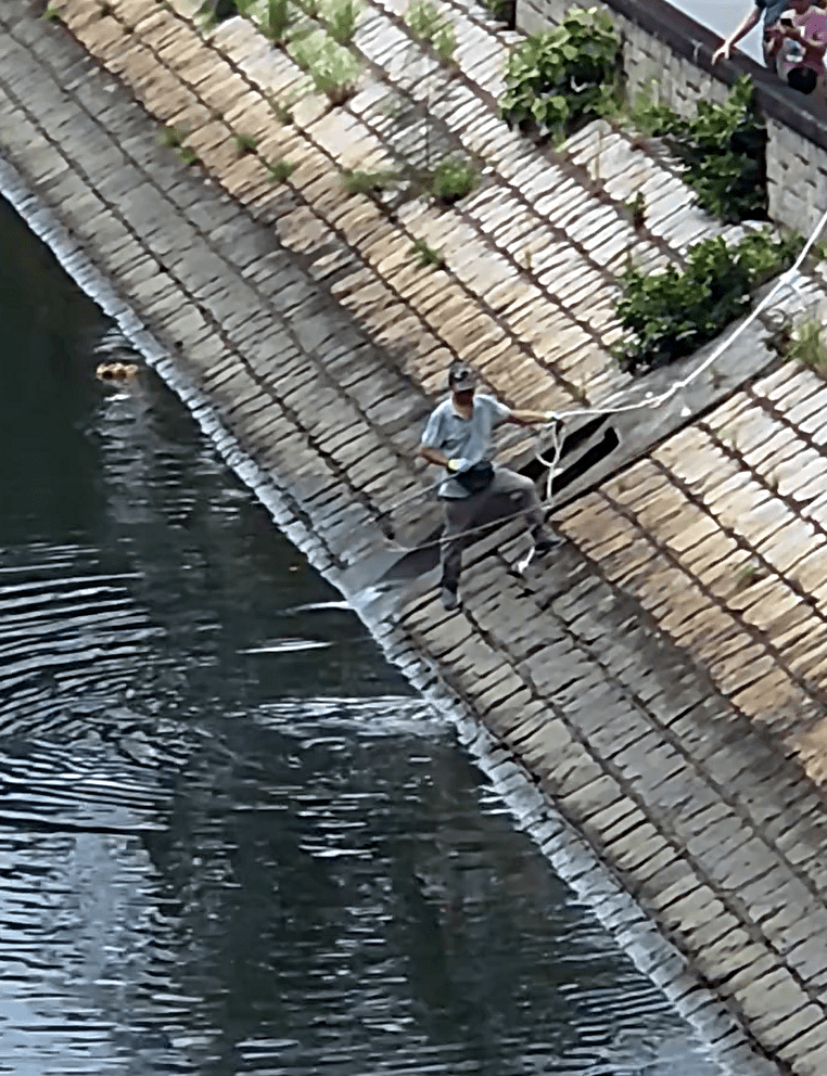 有市民昨天用勾捕殺魔鬼魚。網上截圖