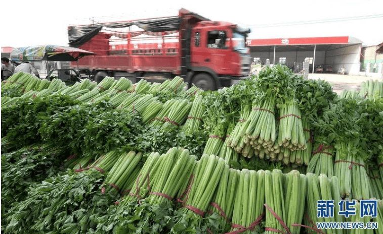 福州老農因貪便宜，賣菜獲利14元，被查出含有毒殘留被罰10萬人民幣。  新華社圖片