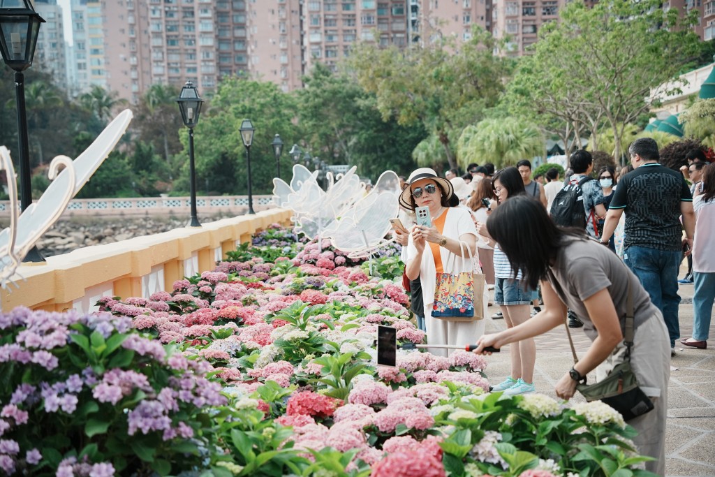 屯門黃金海岸辦繡球花節,成市民及遊客的打卡熱點。 屯門黃金海岸辦繡球花節,成市民及遊客的打卡熱點。