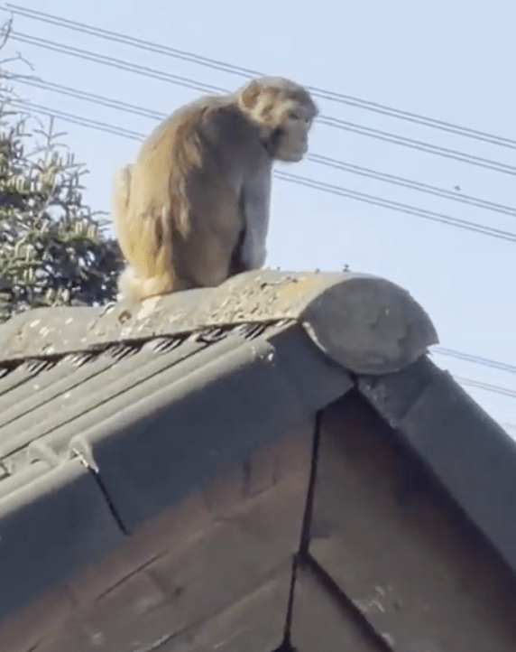 這批越獄的獼猴以聰明和膽小著稱。
